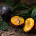 Fruitiers à noyaux