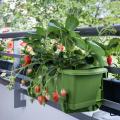 Fruitiers pour balcons et terrasses