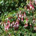 Fuchsia arbustifs