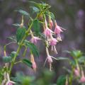 Fuchsias rustiques