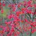 Fusain d'Europe - Euonymus europaeus