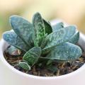 Gasteria