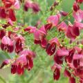 Genêt à balais - Cytisus scoparius