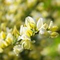 Genêts à fleurs jaunes