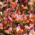Genêts par couleur de fleur - Cytisus