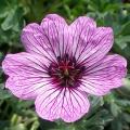 Geranium cinereum