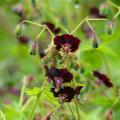 Geranium phaeum