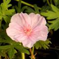 Geranium sanguineum