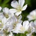 Géraniums vivaces blancs