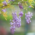 Glycine d'Amérique - Wisteria frutescens