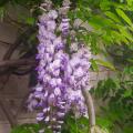 Glycine de Chine - Wisteria sinensis