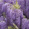 Glycine du Japon - Wisteria floribunda