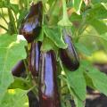 Graines d'Aubergine