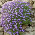 Graines d'Aubriètes