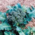 Graines de Brocoli