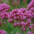 Graines de Centranthus - Valériane des jardins