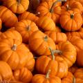 Graines de Courges