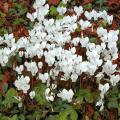 Graines de Cyclamens