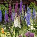 Graines de Delphiniums