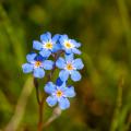 Graines de Myosotis