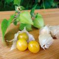 Graines de Physalis