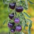 Graines de Tomates Cerise et Cocktail