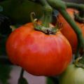 Graines de Tomates à gros fruits