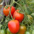 Graines de Tomates à fruits moyens