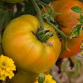 Graines de Tomates anciennes et de collection