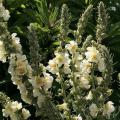 Graines de Verbascum