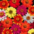 Graines de Zinnias