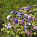 Graines de fleurs pour bouquets à couper