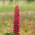 Graines de fleurs au potager