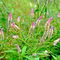 Graines de fleurs d'été