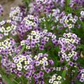 Graines de fleurs parfumées