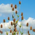 Graines de fleurs pour bouquets secs - Fleurs séchées