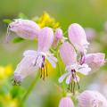Graines de Silene