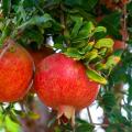 Grenadiers à fruits