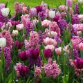 Harmonies de tulipes