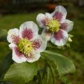 Hellebores guttatus, ponctuées