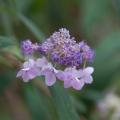 Hortensia Hydrangea involucrata