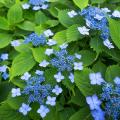 Hortensia Hydrangea serrata