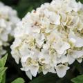 Hortensias à fleurs blanches