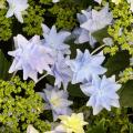 Hortensias à fleurs bleues