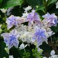 Hortensias à fleurs doubles