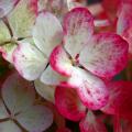 Hortensias à fleurs évolutives