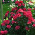 Hortensias à fleurs rouges