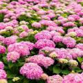 Hortensias ou Hydrangeas