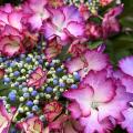 Hortensias par couleur de fleurs