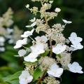 Hortensias pour le soleil